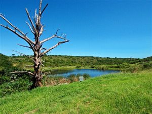 81 ha Farm in Port Alfred