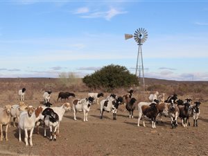 6584 ha Farm in Beaufort West