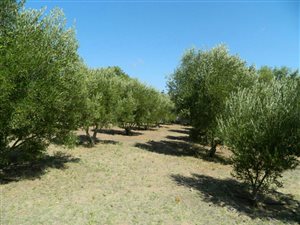 1400 m² Land available in Aurora