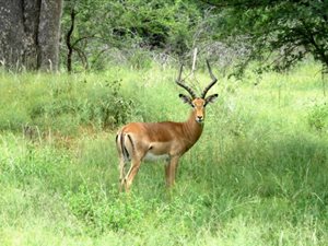 2500 m² Land available in Zwartkloof Private Game Reserve