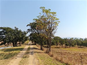 21 ha Farm in Tzaneen