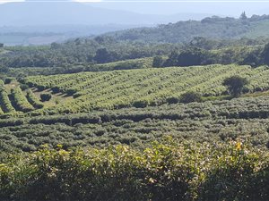206 ha Farm in Tzaneen