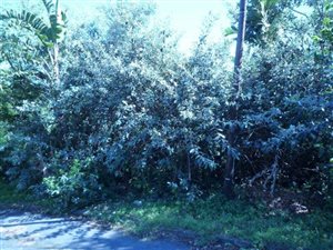 1203 m² Land available in Trafalgar