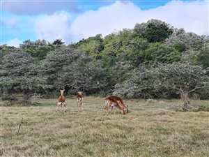762 m² Land available in Boesmansriviermond