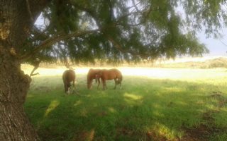 532 ha Farm in Carolina