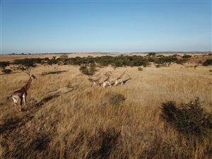 470 ha Farm in Estcourt