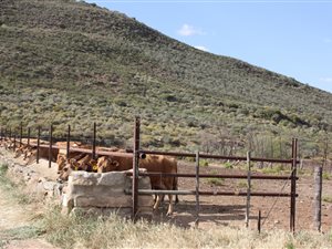 98 ha Farm in Montagu