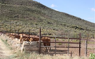 98 ha Farm in Montagu