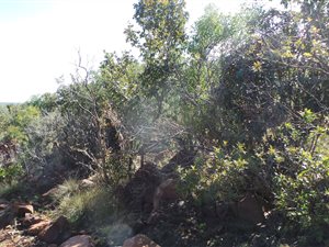 1 ha Farm in Bela-Bela (Warmbaths)