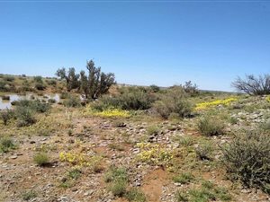 2626 ha Farm in Kenhardt