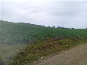40 ha Farm in Hilltop Estate