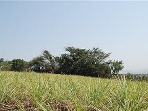 7 ha Farm in Umhlali