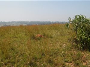 2 ha Farm in Rietfontein