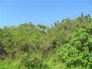 1100 m² Land available in Saiccor