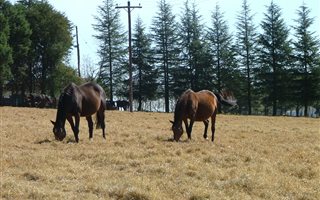 325 ha Farm in Mooi River