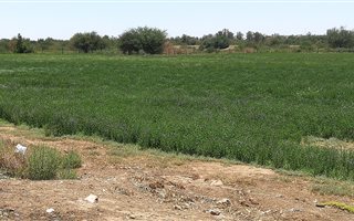 15 ha Farm in Upington