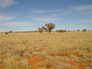 4100 ha Farm in Hopetown