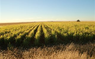 340 ha Farm in Bultfontein