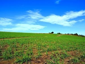 800 ha Farm in Harding