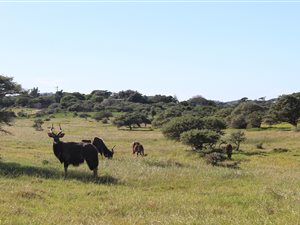 760 m² Land available in Boesmansriviermond