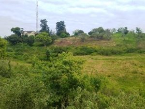 1 ha Farm in Oaklands