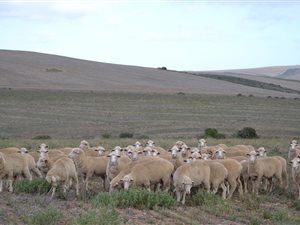 512.3 ha Farm in Swellendam