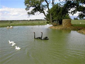 56 ha Farm in Rietfontein