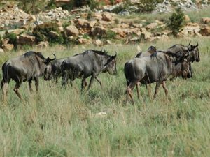 1 ha Farm in Bronkhorstspruit