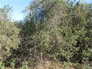 1729 m² Land available in Bathurst and Surrounds