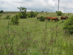 4 ha Farm in Boschkop