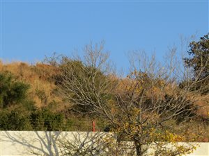 1 ha Land available in Hartzenbergfontein