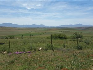 Farm in Albertinia