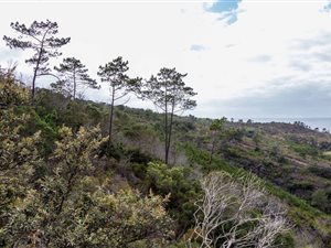 9.7 ha Farm in Great Brak River