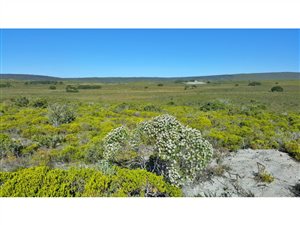 14 ha Farm in Struisbaai
