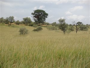 5807 ha Farm in Kuruman