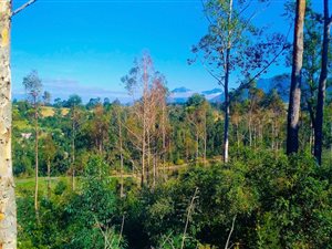 5.1 ha Farm in Blanco