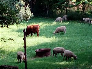 2.5 ha Farm in Glendonald AH
