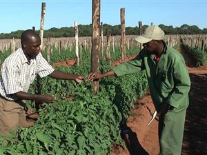98 ha Farm in Modjadjiskloof