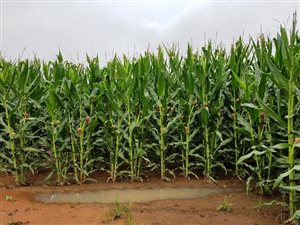 183 ha Farm in Harrismith
