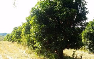 120 ha Farm in Tzaneen