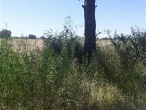 8.2 ha Land available in Bonanne