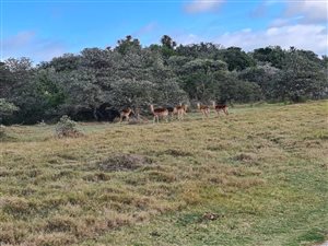 760 m² Land available in Boesmansriviermond