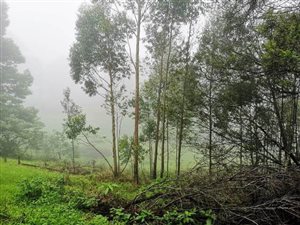22 ha Farm in Karkloof