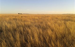 1615 ha in Boshof