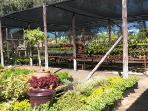79.5 ha Farm in Malelane