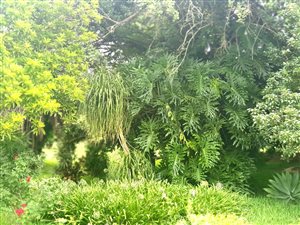 2855 m² Land available in Louis Trichardt