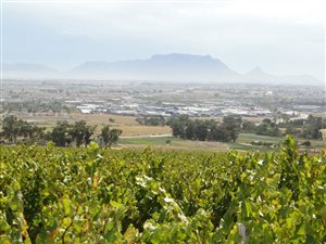 31 ha Farm in Stellenbosch Agricultural