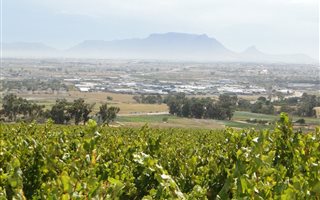 31 ha Farm in Stellenbosch Agricultural