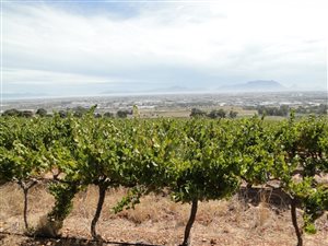 31 ha Farm in Stellenbosch Agricultural